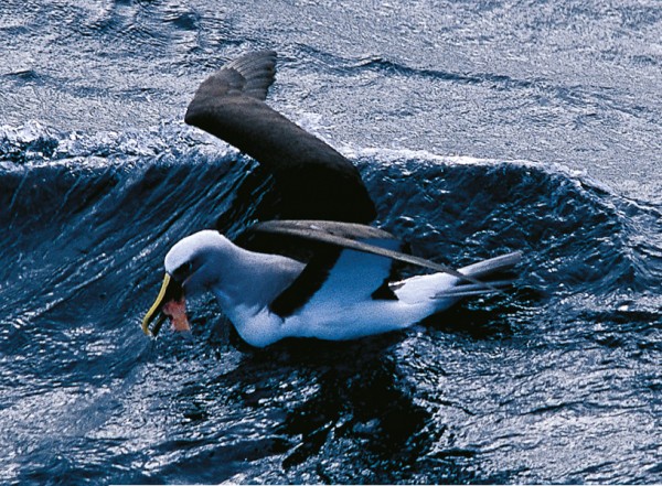 Long-distance commuters, southern Buller’s albatrosses crisscross the Southern Ocean in search of food. Satellite tracking has revealed that they use certain feeding areas at certain times of year. Age, sex, trip duration (long or short) and weather conditions all influence which areas are used. Immature birds familiarise themselves with these feeding grounds over several years, seeming to investigate them sequentially. When foraging birds come across fishing vessels, they stay close by, feeding on discards.