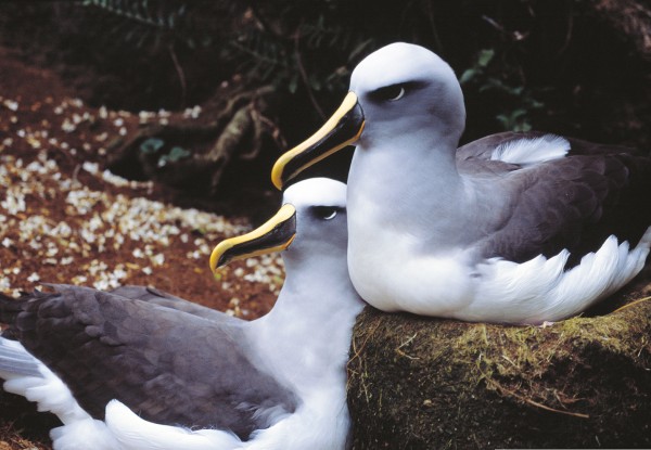 Lifelong pair bonds are the norm in southern Buller’s albatrosses, and divorce is very rare. The vast majority of pairs breed every year, raising a single chick over a nine-month breeding season, which commences in December. Pairs such as this one, reunited just before Christmas 2001, would not have seen each other for three months. The re-establishment of the pair bond involves displaying, calling, preening and just being together at the nest site.