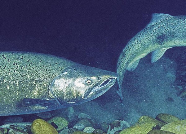 A male —identifiable bythe hooked lower jaw, or kype—will be on hand to release sperm over the clutch. Quinnat salmon breed only once in their lives, and die after fulfilling that task.