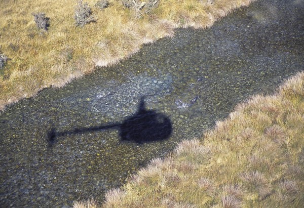 The clear area of streambed above the helicopter’s shadow is where a salmon (visible towards the left) has turned over gravel while burying her eggs. Such is the importance attached to the salmon recrea- tional fishery that aerial surveys are regularly undertaken by Fish and Game New Zealand, the body which manages the fishery.