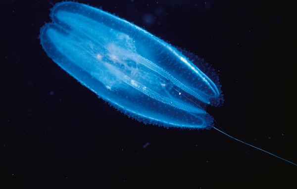 In close view, the body wall of a pyrosome (top) consists of myriad small zooids, each made visible by a pink glow emanating from internal organs. While each zooid is an individual, the whole salp seems to have properties that qualify it as an individual organism also. The nature of the 5 mm creature shown in the inset is completely unknown—just another mystery of the shallows! We invite suggestions. Lobate ctenophores (bottom bear distinctive tracts of large fused cilia, arranged in horizontal bars like an open zip. Light refracts off these tiny paddles as they drive the creature through the water. Two antenna-like tentacles are another characteristic of ctenophores.