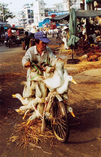 Peddling geese in Vietnam. Fresh poultry is the preferred meat throughout much of southeast Asia.