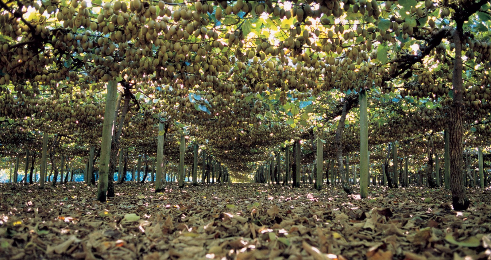 Classic Kiwi Zespri® Green Golden Bay Fruit Orchards, NZ