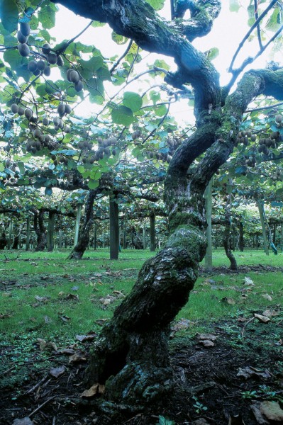 Kiwifruit vines are both vigorous and long-lived and some of the first vines to be planted in the Bay of Plenty are still prolific after 50 years.