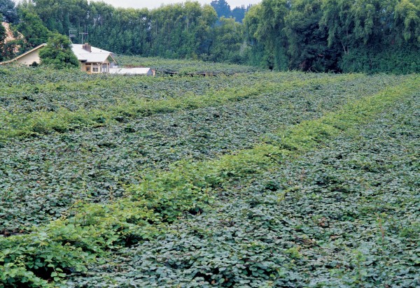 Male kiwifruit (lighter green) have to be planted at a certain ratio and proximity to female plants to increase the chances of pollination.