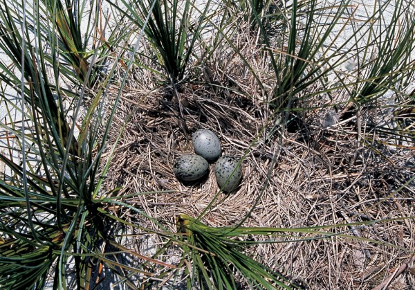 Nests are fairly basic and the eggs hatch after a 27-day incubation, usually in November or December.