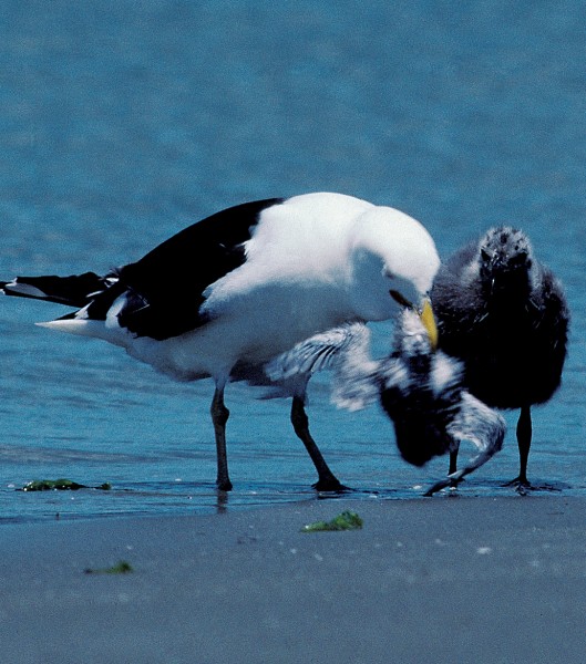 Black-backed gulls prey on weaker birds, behaviour that wins them few friends among the feathered fraternity. Watched by its salivating offspring, a black-backed gull devours a whitefronted tern chick near Bowentown. 