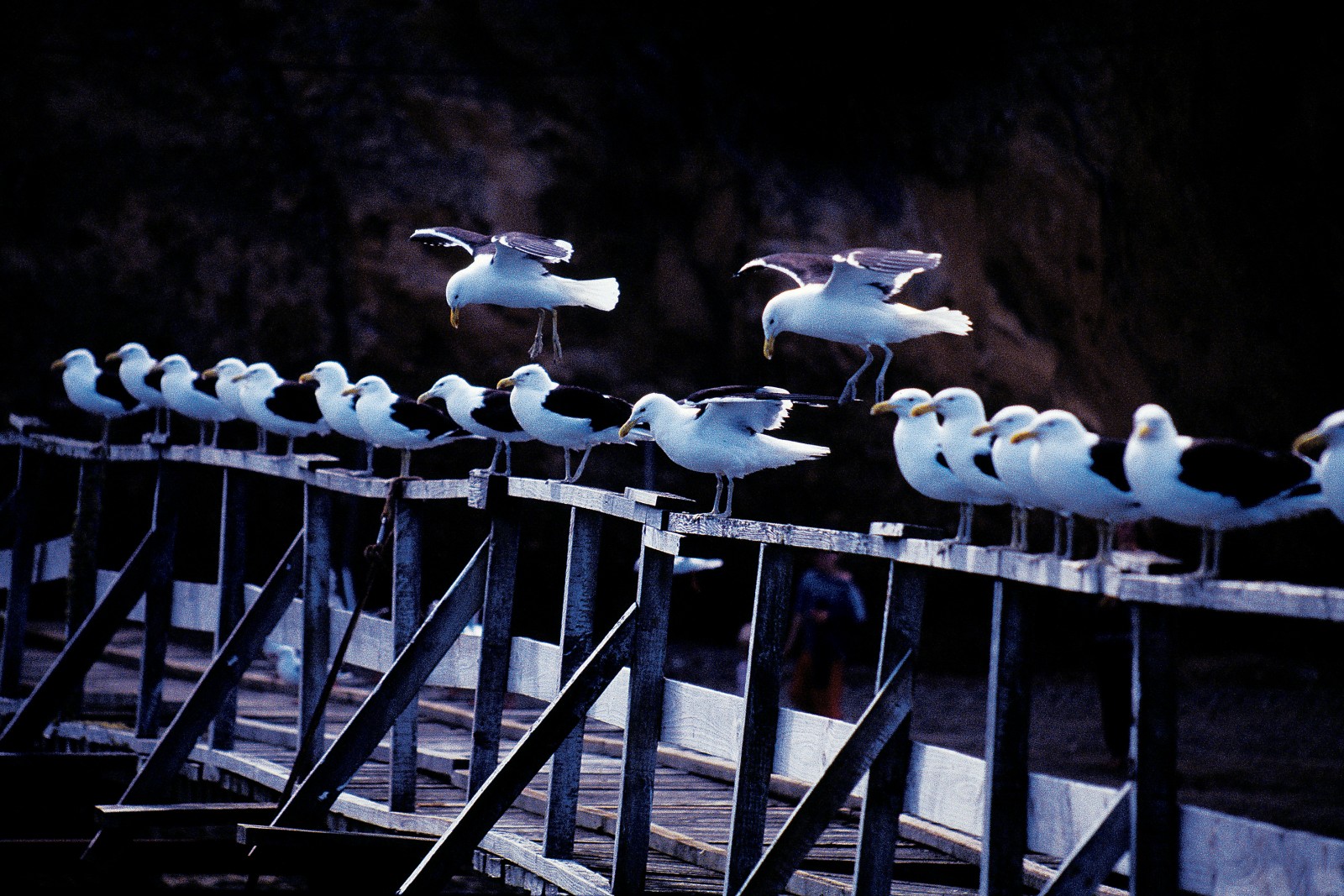 One of the few native birds to have flourished since Europeans settled here—and one of the few to be no longer protected—gulls live out their 14 or more year spans in raucous, and sometimes reflective, conviviality.