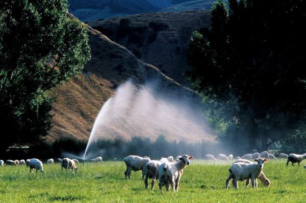 Farms near the mouth of the Clarence—such as Derrick and Jane Millton’s Waipapa Station—take advantage of the water fl owing past their boundaries to irrigate riverside pasture during the dry Marlborough summer.