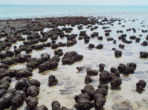 Shark Bay in Western Australia is one of only two locations where living stromatolites can still be found. Accumulating sediment and the remains of their predecessors, these primitive organisms build up structures that can reach 1.5 m tall, with population densities of 3,000,000,000 individiuals per m². It takes roughly 2000 years to produce a metre-high stromatolite.