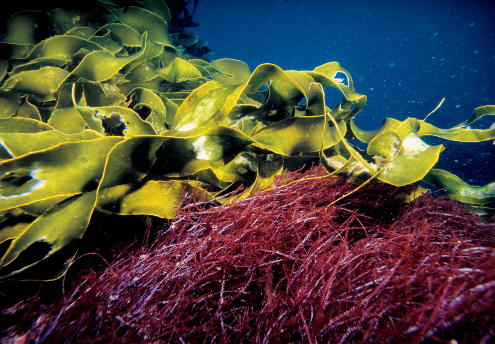 Rich forests of algae are more of a feature of cool temperate waters than those of the sub-tropics, but algae are remarkably lush at the Knights - as is just about everything else. Soft corals (called gorgonians) festoon several cliffs, bright yellow colonial anemones smother an invisible sponge, and white calcareous vase sponges and sea urchins also abound.