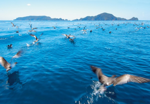 These birds carry the fertility of the seas to the islands' plants and wildlife through their droppings and the remains of fish they deposit ashore.