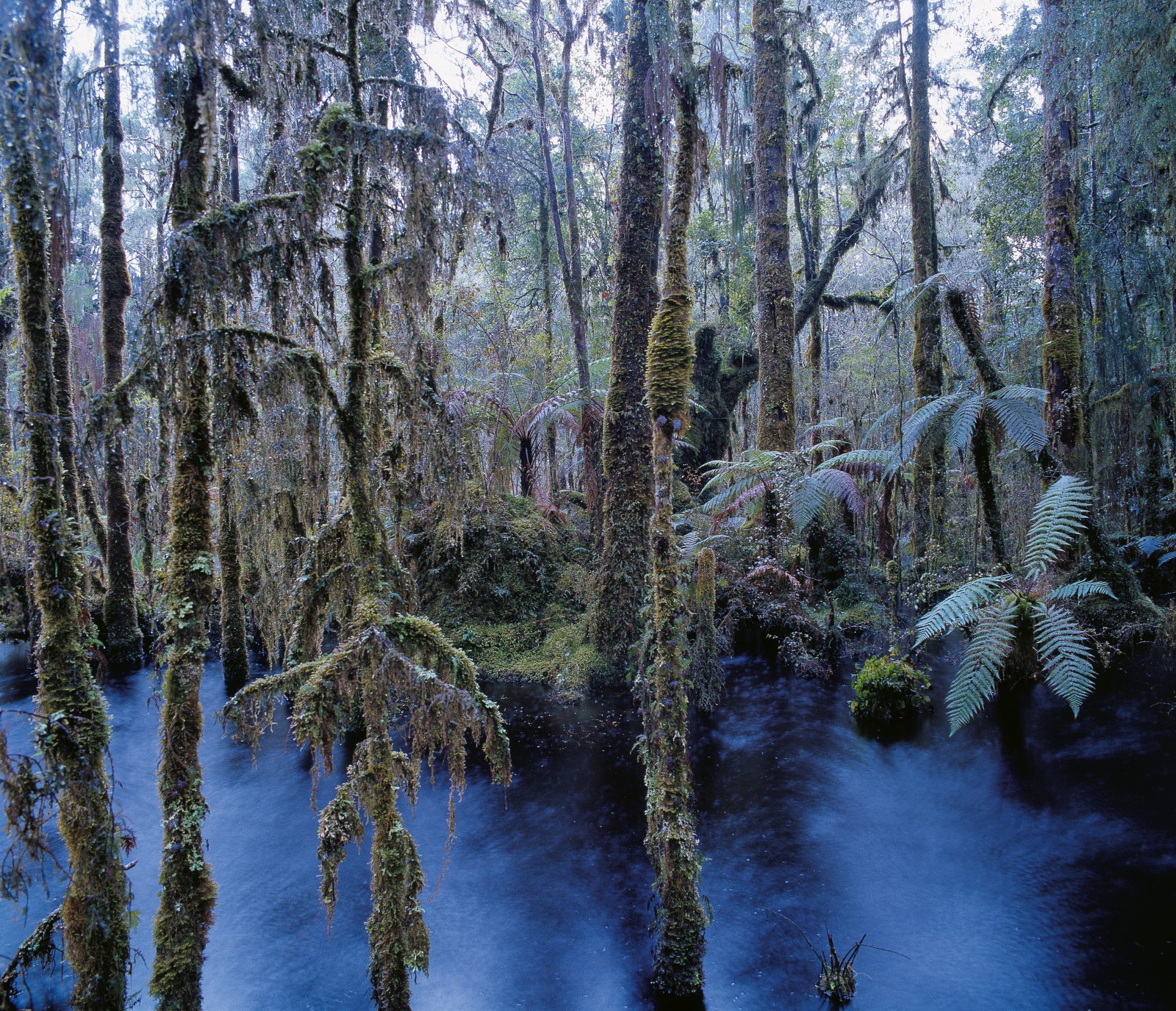 Only 13,000 years ago, the broad area that is now swampy alluvial plain around Haast was buried under a vast tongue of ice extending from the Haast Glacier for 10 km or more out into what is now sea and south to Jackson Head. Where the ground is waterlogged—a common occurrence as here beside Ship Creek—tree growth is often stunted.