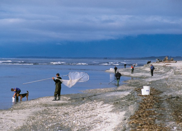 Spring brings whitebaiters in their hundreds to the Haast coast—a far cry from the 1930s where each man expected a decent river to himself. Local Des Nolan once caught 130 kerosene tins (each holding 15+ litres) of the tiny fish in a day on the Waiatoto.