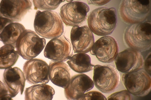 The green-lipped mussel, Perna canaliculus, is reared from tiny spat (left) to a 100–120 mm adult in 12–18 months. High pressure water jets are used to clean encrusting organisms from freshly-harvested mussels.