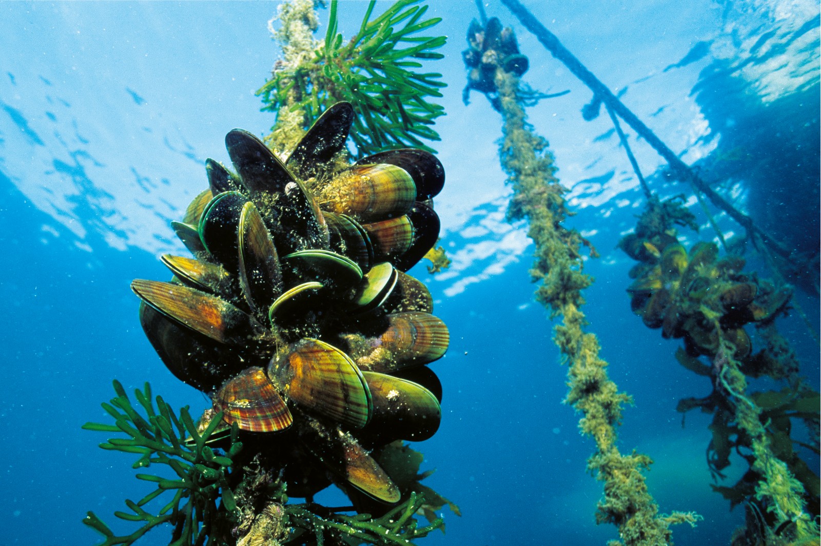 Mussels are grown attached to ropes in clean open water with a good tidal flow. Supreme water quality is important, because the bivalves will filter out and accumulate any particulate contaminants, such as algae from toxic blooms or bacteria and viruses washed from nearby land.