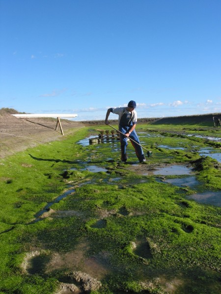 Nelson’s Cawthron Institute is experimenting with culturing organisms in large ponds  which could be used for the large-scale growth of algae, perhaps in conjunction with a high-value filter feeder such as geoduck.