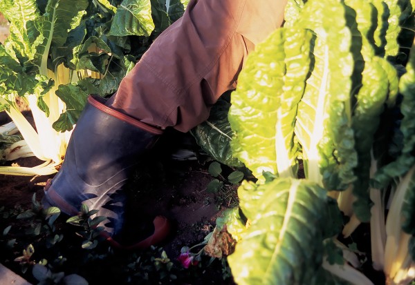 Gumboots are popular with gardeners, with those who mow lawns, with parents who cheer on their kids from the sidelines of muddy winter sports’ grounds and many more of us besides.