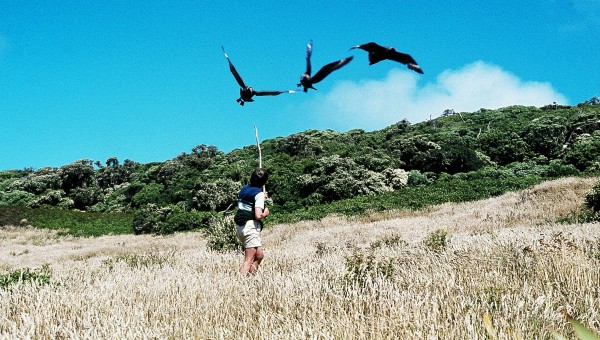 Skuas are strong, aggressive birds and a stout stick helps prevent injury when in the vicinity of nests, as here on the Chathams.