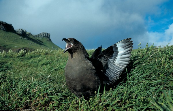 Brown skuas on the Chathams often breed in stable groups, consisting of one female and several males (top). Territories are vigorously defended and this "heraldic" display (below) is associated with that.