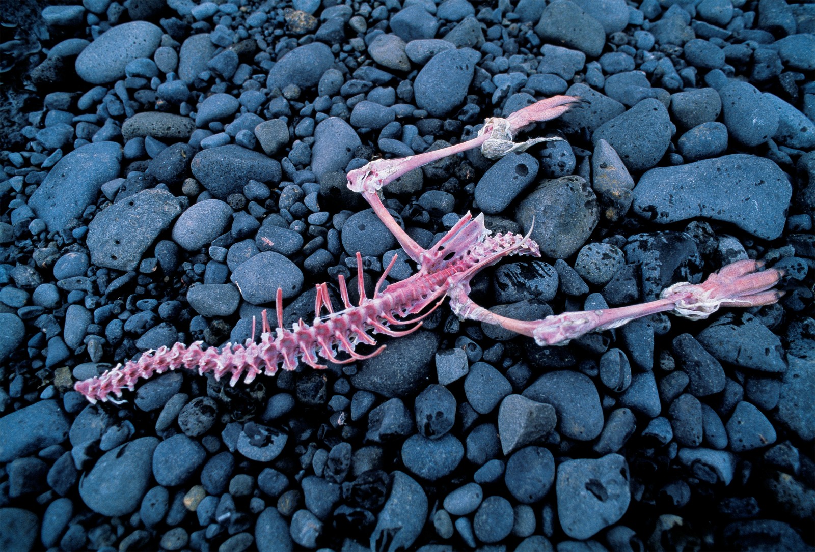 Not a lot of meat remains on this Adélie penguin skeleton after the skuas have finished with it.