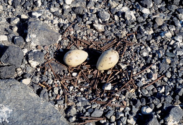 Skua nests in the Antarctic are very rudimentary—plant material is non-existent—but the nest-building instinct must remain! Nails from a dilapidated hut have been assembled for this uncomfortable nest, but then any bird that can survive in Antarctica has to be pretty tough.