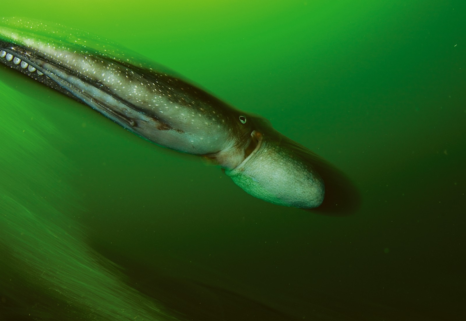 An octopus jets through the green-tinged waters of Fiordland, Hector’s dolphins play in Akaroa marine mammal sanctuary and a crimson cleanerfish touts for business at the Poor Knights. Protected areas preserve biodiversity, providing a bench- mark against which to gauge change in the oceans.