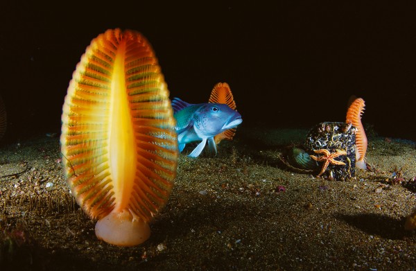 Sea pens and black coral trees are two of the deep-water species encountered by divers in the fiords. These and other special and fragile species have earned Fiordland’s underwater ecosystems the term “china shops,” signifying the vulnerability of these habitats to human damage.