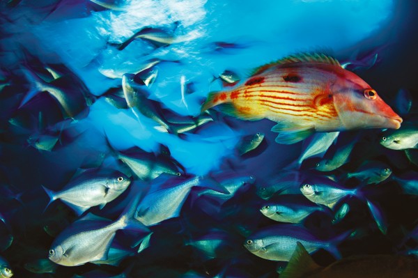 A lone female red pigfish swims with a school of blue maomao at the Poor Knights, while a yellow moray eel opts for a solitary life in the crannies of a massive sponge.