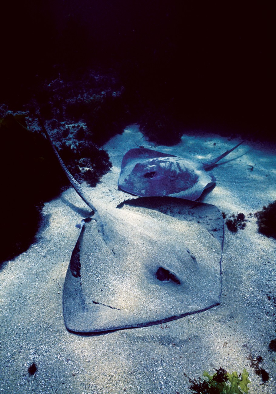 Rays settle on the bottom while feeding so that sometimes only their eyes and tail protrude from the sand. When this camouflage fails as a defensive measure they normally flee, but rays are also equipped with venomous barbs on the tail that lend a measure of menace to their stealth bomber appearance.