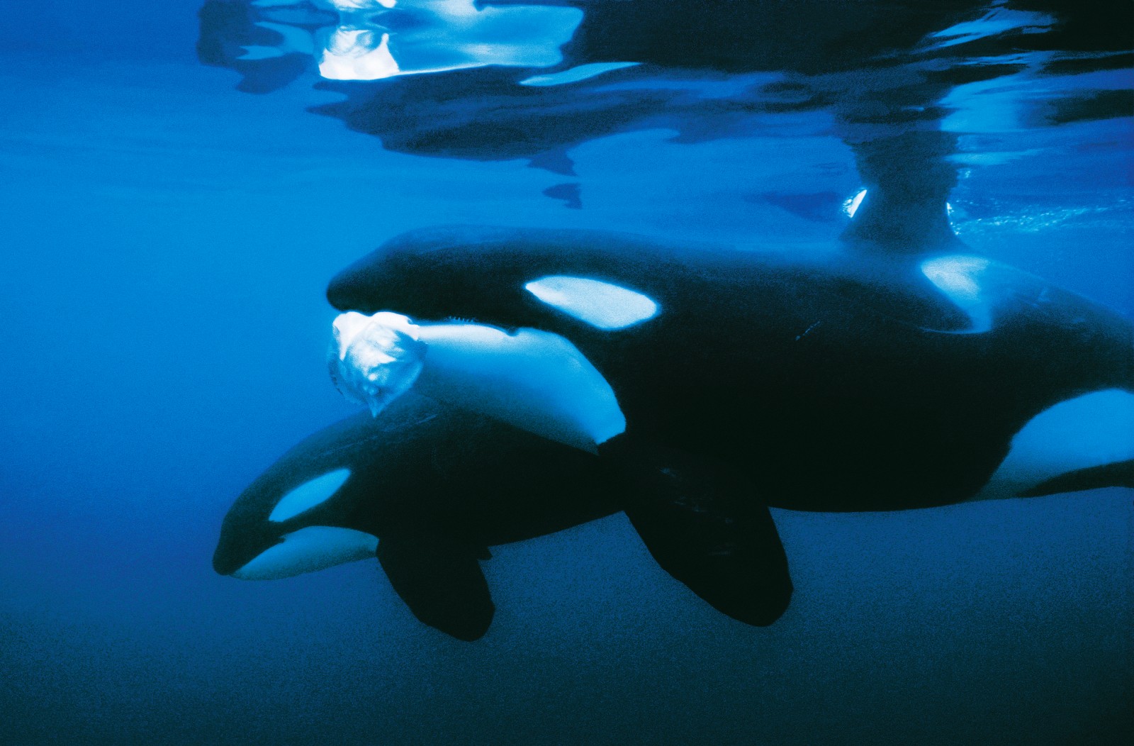 The venomous barb is an occupational hazard even for the main predators of stingrays—orcas and large sharks. Orca will chase rays in the shallows, even digging in estuarine mud to extract the prize. Rays retaliate with their barbs, and sometimes to great effect. A young orca was found floating and dead in 1998 with stingray barbs lodged in her back, chin and throat, killed by the allergic reaction to the poison (see Dressed to Kill, New Zealand Geographic, Issue 78). To circumvent the thorny mouthful, orca have been known to bite off the fins and leave the bodies untouched, at least in Northland where the resident pod specialises in hunting them.