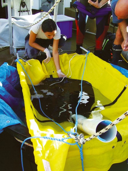 A PSAT tag is attached to a short-tailed stingray by Agnès Le Port at the Poor Knights Islands. The tail is inserted in a padded PVC tube for the protection of both scientists and the stingray.