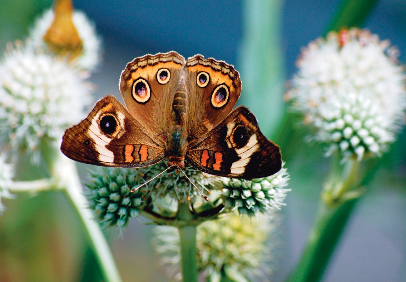 95_junoniavillida_11