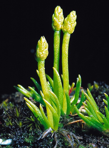 Looking most unfernlike, Phylloglossum drummondiiis a 2 cm-high clubmoss—a fern ally. Its habitat is unusual, too: exposed gumland clays and sands of low fertility, such as occur in Northland.