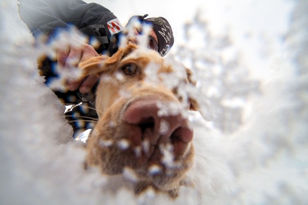 The speed of rescue is the most critical factor in surviving an avalanche, and using trained dogs often proves speedier than electronic devices. “When you’re buried under snow and unable to move,” says writer Derek Grzelewski, who endured a burial in the production of this feature, “the sight of the dog’s nose and paws digging towards you is the most beautiful thing in the world.”