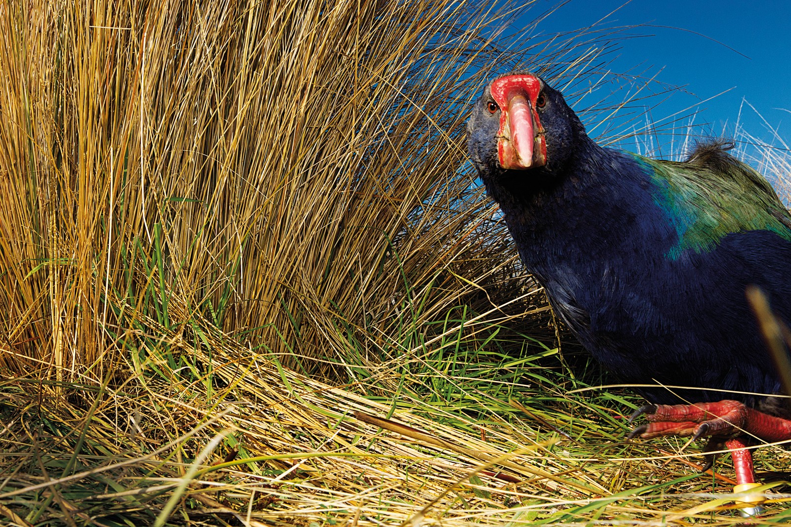 Closely-cropped tussock tillers, arranged in neat bunches like pick-up sticks, are a telltale sign of a feeding takahe. In the Murchison Mountains the birds favour the tussock above all other food sources, and head into high-alpine pastures as soon as winter snow melts above the bushline. 