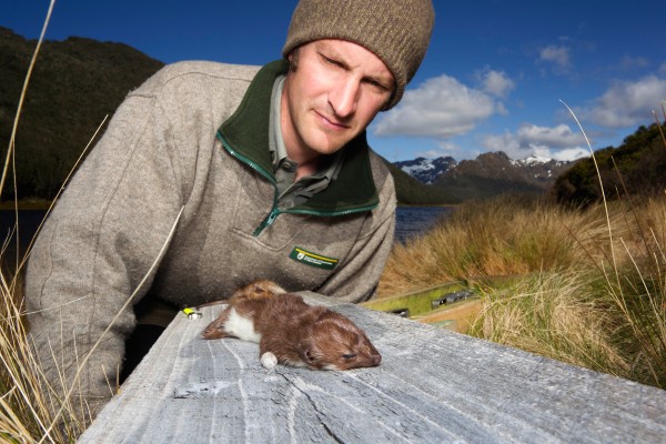 “Our new focus is on predator control,” says ranger Martin Genet. “Particularly the stoat, which is the takahe’s greatest foe.”