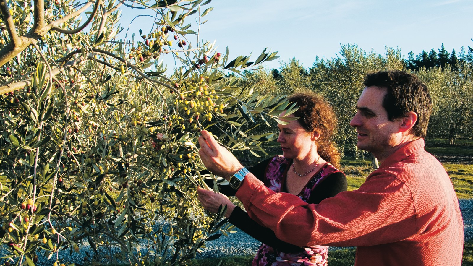 Just hours before harvesting, and with the oil press already booked and confirmed, Jacqui Harris and Paul Irwin examine the fruit of their love for olives in the Antipode grove west of Blenheim. “As a business we sometimes feel as hard-pressed as the olives themselves,” Jacqui says, “but when we taste the results, when we hear all the good feedback from our customers, we know we’re onto a good thing.”