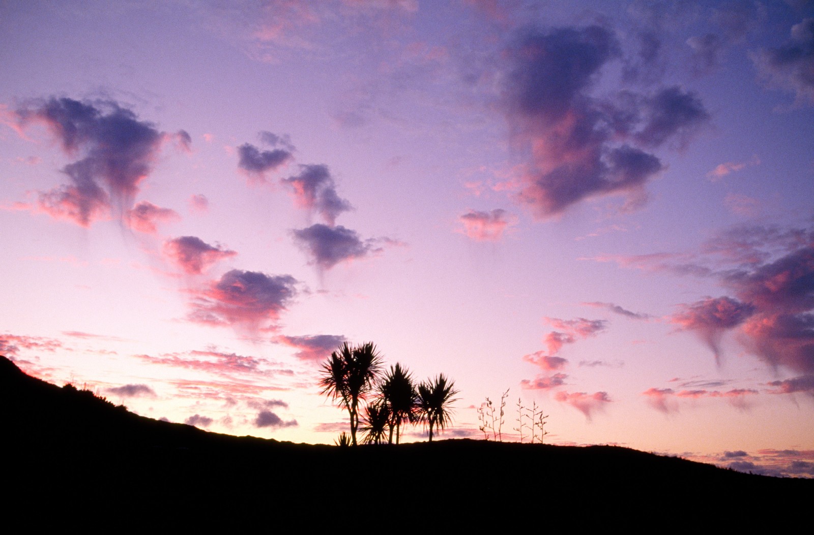 Cabbage trees and flax flowers silhouetted on the hillside above Spirit Bay at sunset.