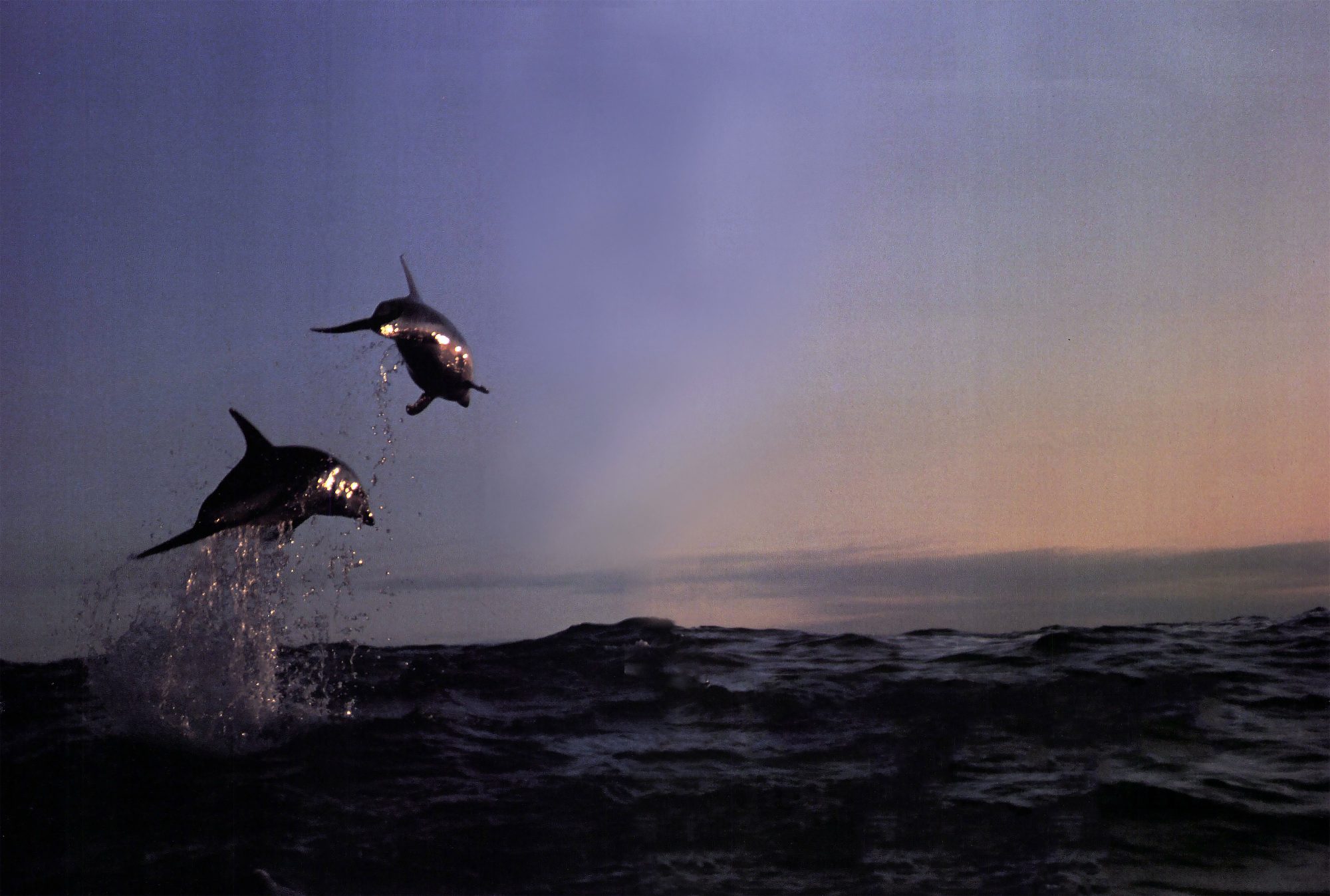 Symphony of the dolphins | New Zealand Geographic