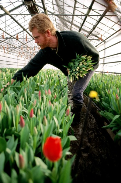 Ray Conijn's father Cor looked on a map to find which part of New Zealand had climate characteristics most suited to the growing of tulips. He settled on Balclutha, and now, after 41 years in the country, he and Ray supply cut tulips and bulbs to the entire country. Ray enjoys the challenge of growing difficult varieties. Here he picks elegant pink buds, but the family farm also grows the more conventional reds and yellow.