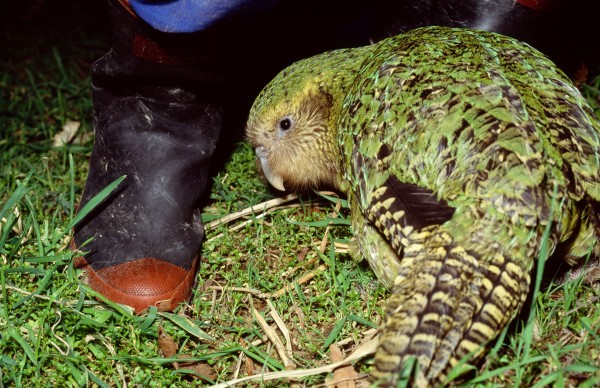 Because Hoki has been hand-reared she is the first kakapo to be comfortable in close proximity to humans. Says Don Merton, "We can watch her at close quarters and handle her without causing stress. She therefore provides opportunities for study which we have never had before. But, since she was raised to five weeks by kakapo on Codfish Island and was subsequently in the company of the other two chicks, her level of imprinting on humans is unlikely to compromise her ability to breed."