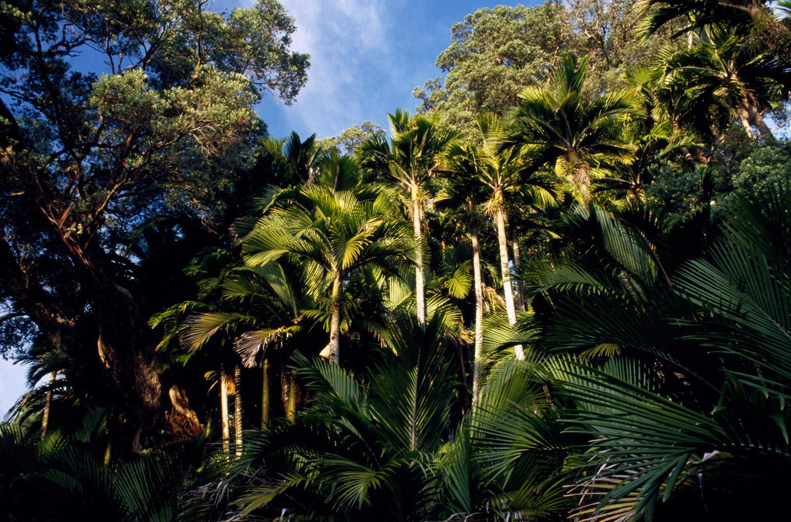 Pohutukawa and nikau palm are dominant components of Raoul Island vegetation.