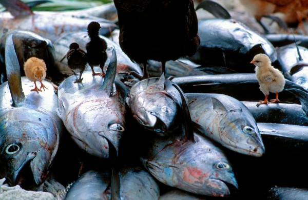 The age-old practive of inati-dividing the catch so that everyone gets a fair share-is an exacting affair conducted according to a register of each household's needs. So far this example of true village communism (unique in the Pacific) has resisted the individualist temptations of the cash economy that is slowly being established. Yellowfin tuna (below) is the main fish species caught.