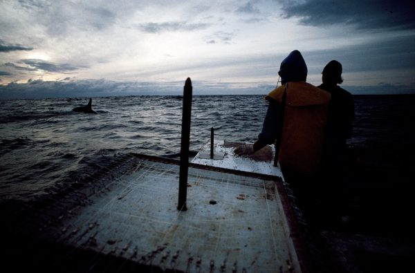 36_fishing_19 Using their own fish finders, a pod of killer whales close in on a longline, picking and choosing snacks from among the smorgasbord of species on offer. While fishermen tussle over access to fish stocks, it is worth recalling that humans are not the first or only fishers upon the face of the deep. Beyond sustainable fisheries, our goal should be to appreciate and preserve the integrity of whole marine ecosystems into the next century.