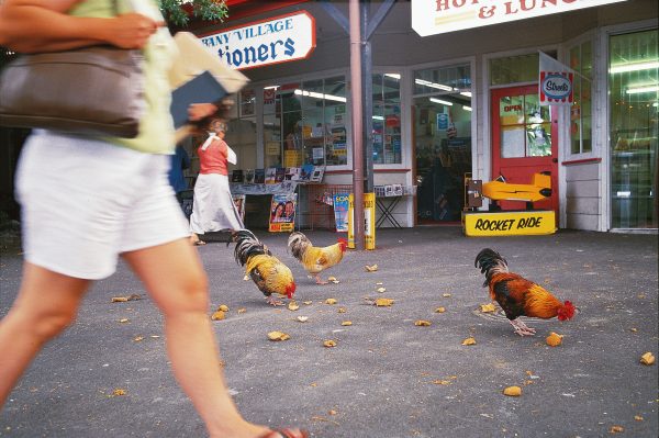 A flock of free-range chooks has the run of the old Albany Village, adding rural flavour to the caryards and small shopping centre. Unlikely to be welcome in the extensive new malls and superstores up the road, the birds could become a key ingredient in the village's quest to survive with its own distinctive identity.