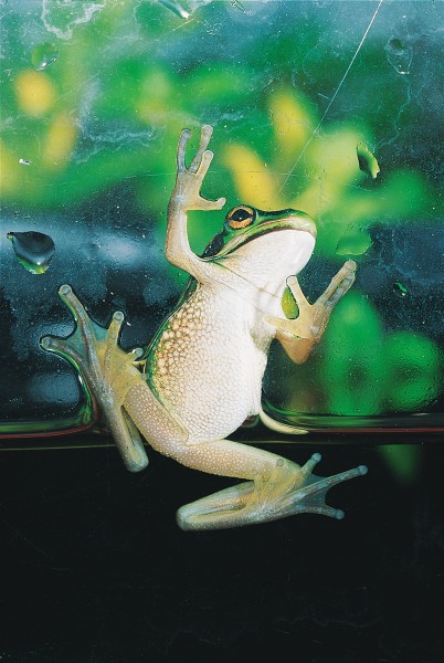 Enlarged pads on the toes of many frogs enable the animals to climb well, and not even glass presents a problem to the green and golden bell frog. Grip is achieved through surface tension: smear detergent on the glass and the frog will lose its traction.