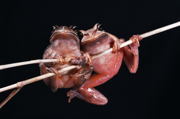 Whistling tree frogs, introduced from Tasmania in 1875, are smaller and more delicate than the other two Australian imports, and are most common in the South Island. Tadpoles of this species can usually be found all year round, whereas the bell frogs breed only in summer, and the adults hide and become quiescent during winter.