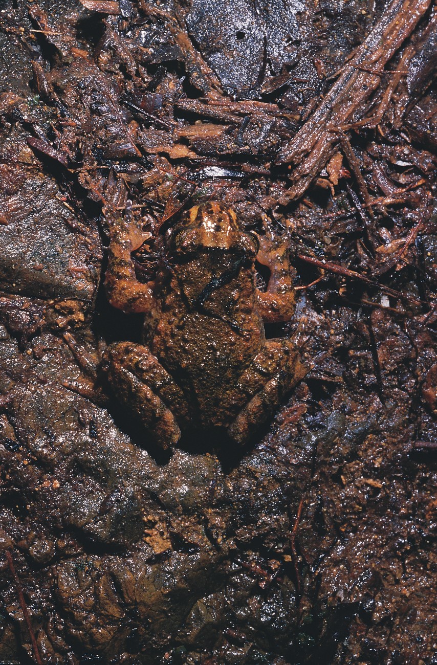 Many frogs use camouflage as their primary protection from predators, including the native Hochstetter's frog which here merges perfectly with its background of wet rock and leaf litter.