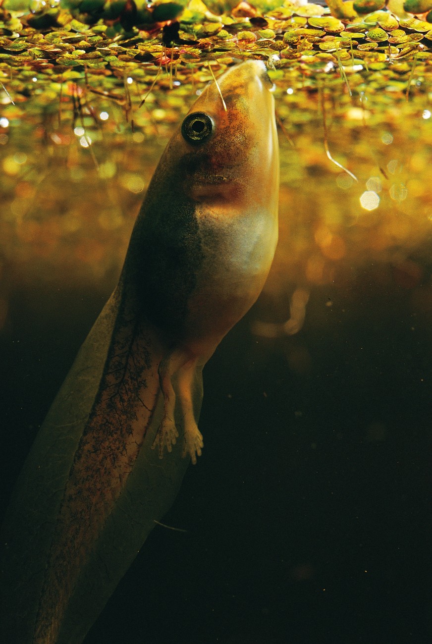 The transformation from swimming vegetarian tadpole to hopping carnivorous frog is the most profound metamorphosis made by any vertebrate. The tadpole's feeding apparatus varies from species to species, depending on the main components of the diet. The bell frog tadpoles shown here eat duckweed, filter the water for small food particles and consume detritus.